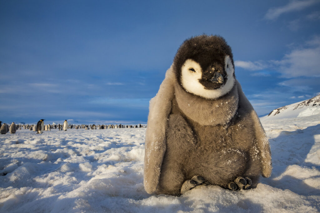 Antartica-Penguine-Baby-Mario Zuchelli Base