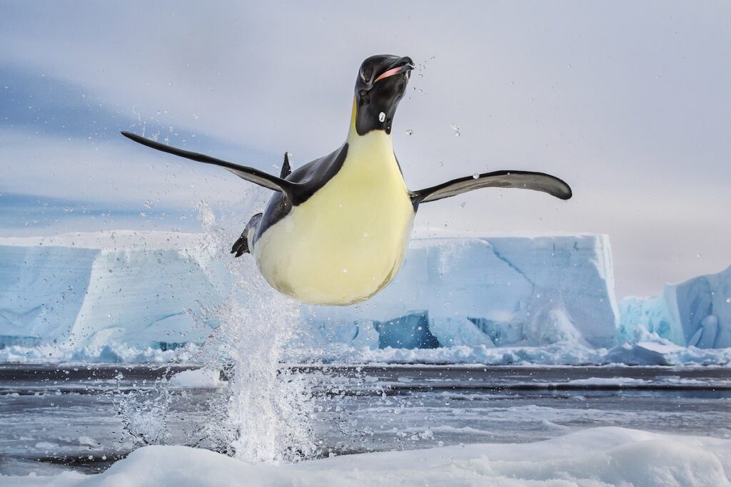 Antartica-Penguine-Jumping-Mario Zuchelli Base