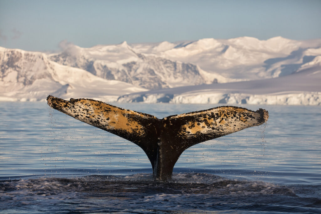 Crabeater seals and humpback whales