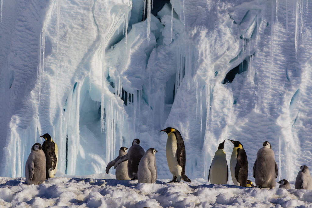 CGM-Antartica-Penguins