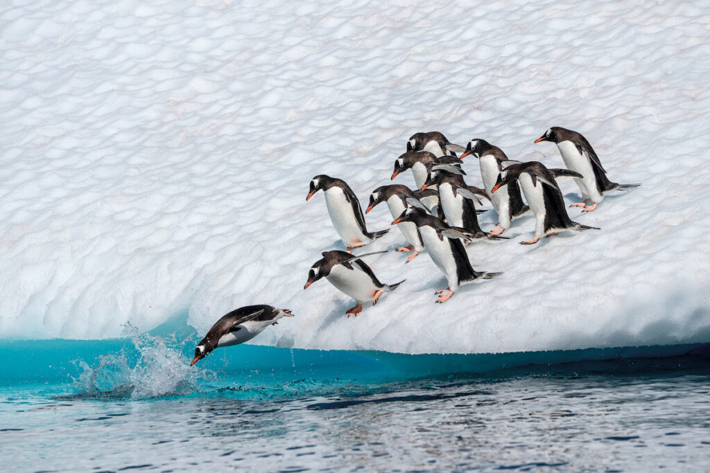 CGM_Antarctica-Penguins-on-ice
