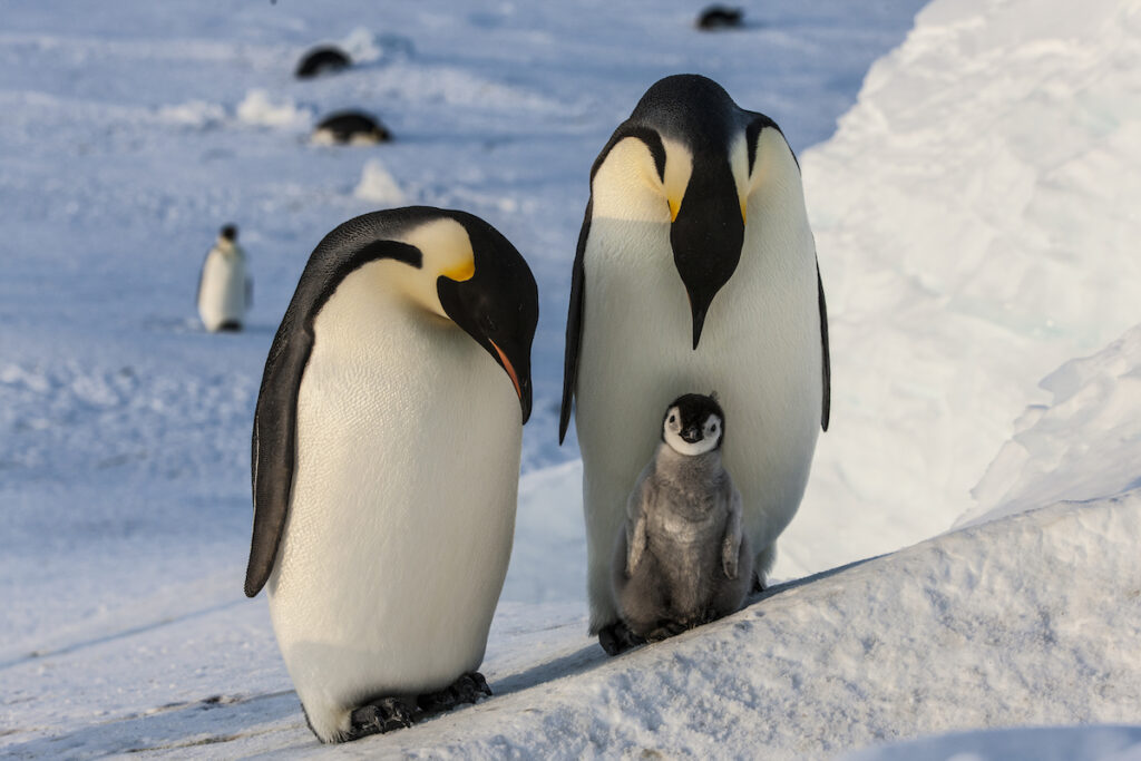 Mario Zuchelli Base-Antartica-Penguins