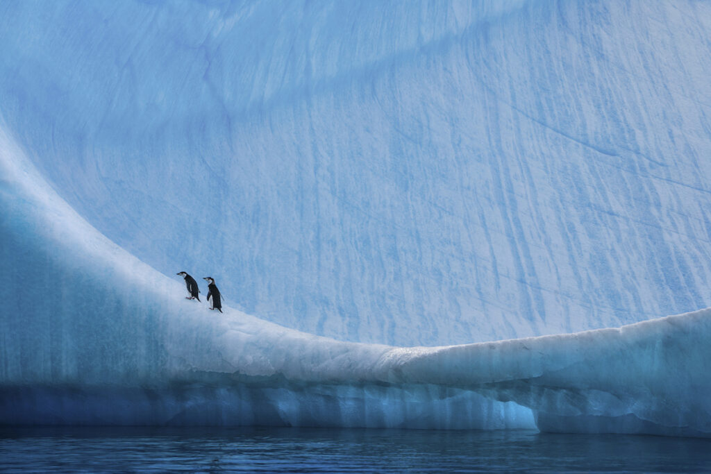 Leopard Seal Story