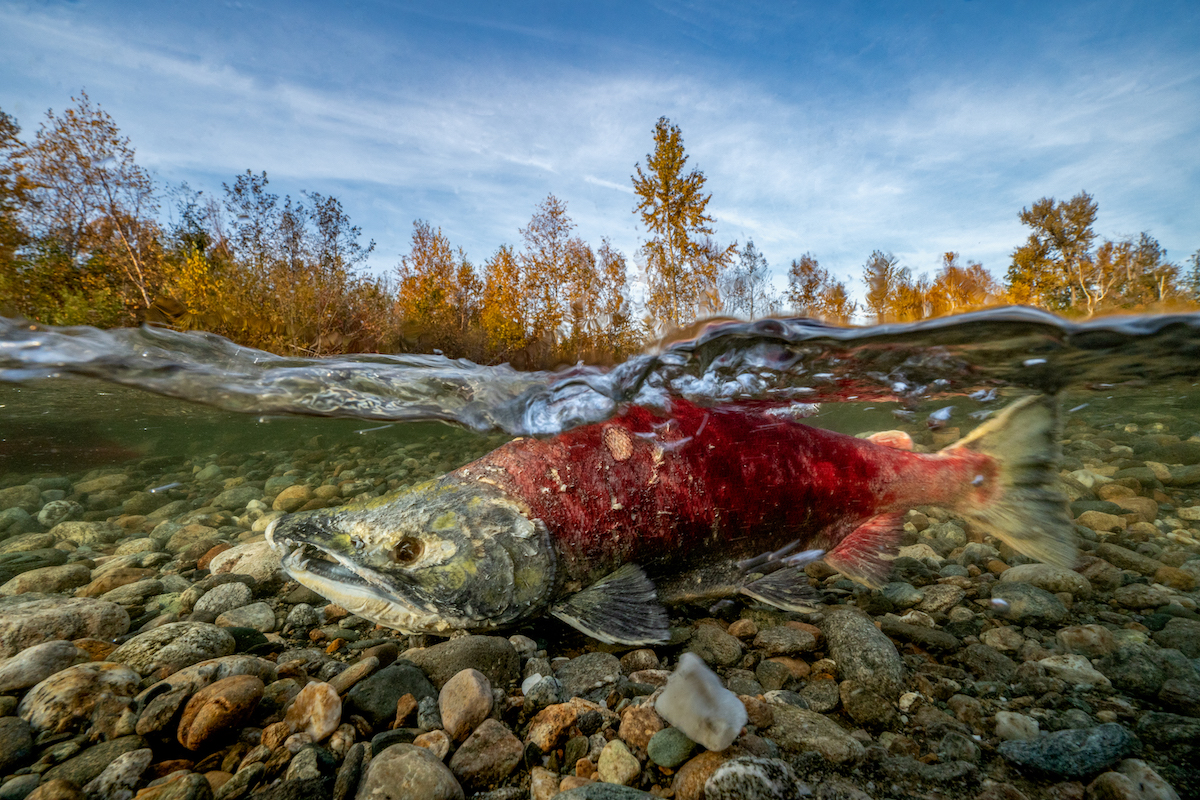 Bristol Bay, Alaska, USA