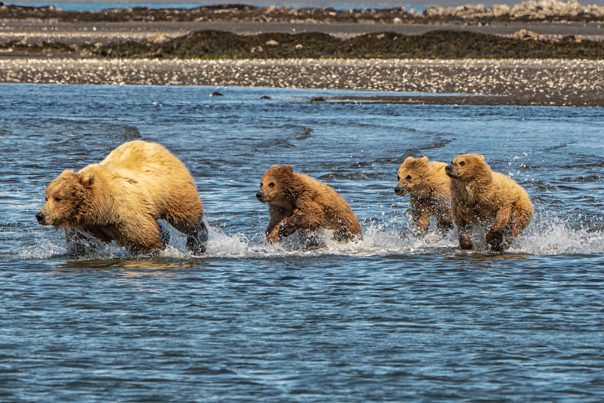 Bristol Bay, Alaska, USA