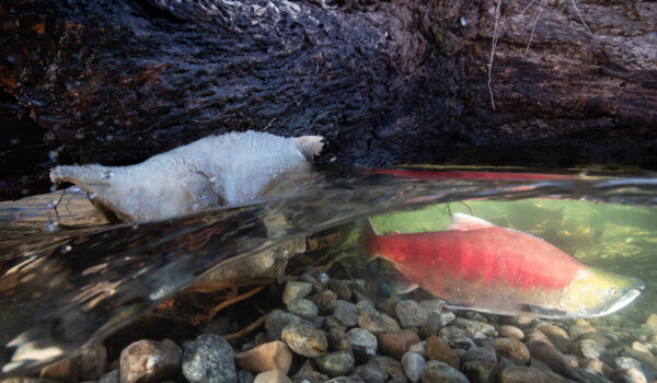canada salmon farm