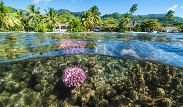 coral reef split shot above and below water in a French Polynesian bay