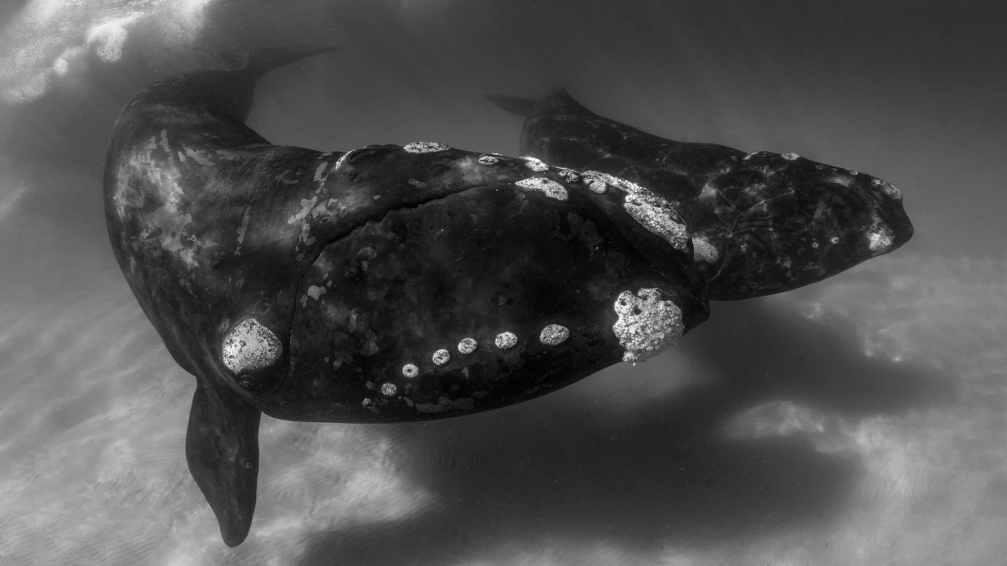 Great Australian Bight