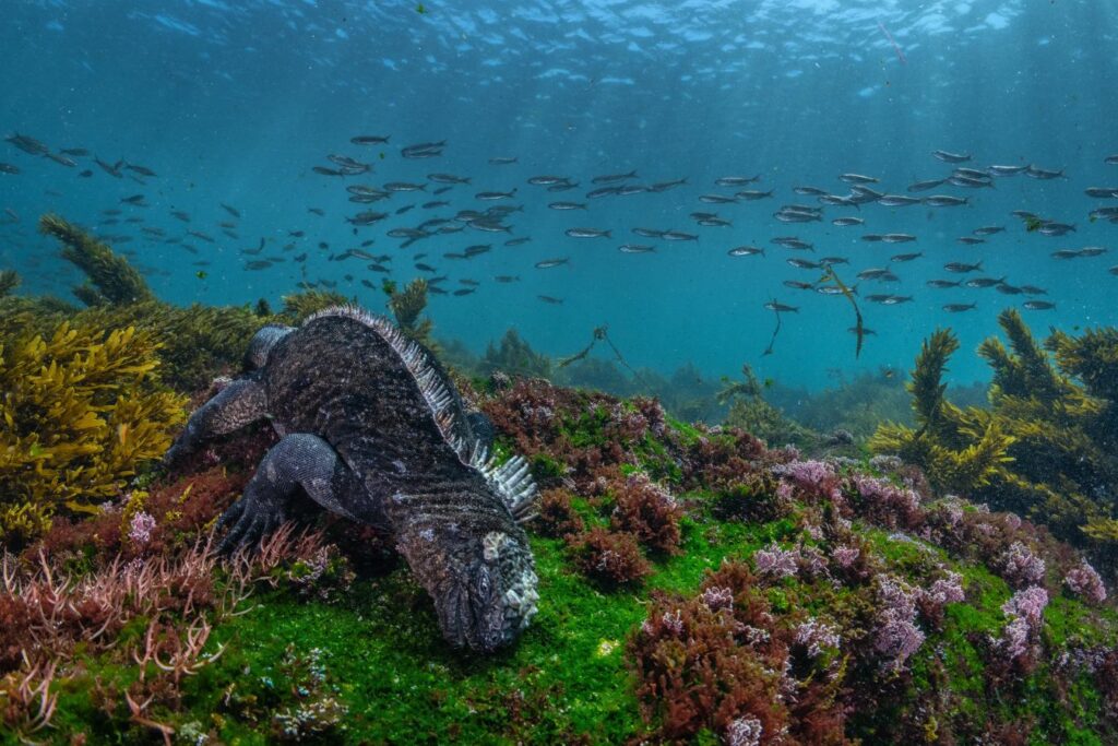 Marine iguana in the Galapagos