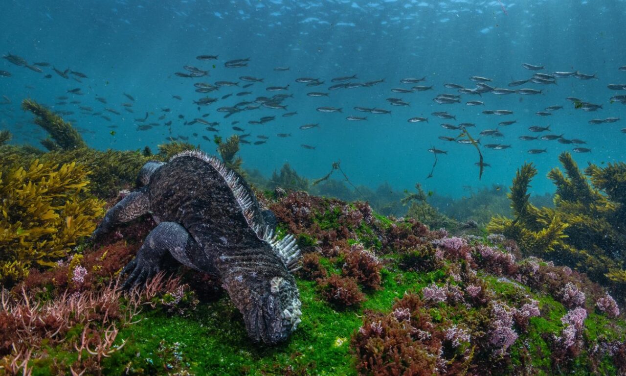 Marine iguana in the Galapagos
