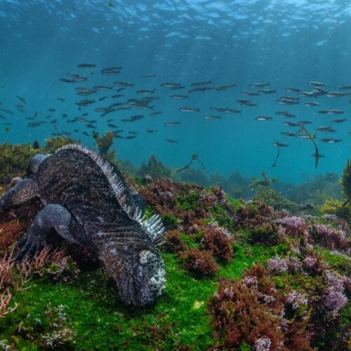 Marine iguana in the Galapagos
