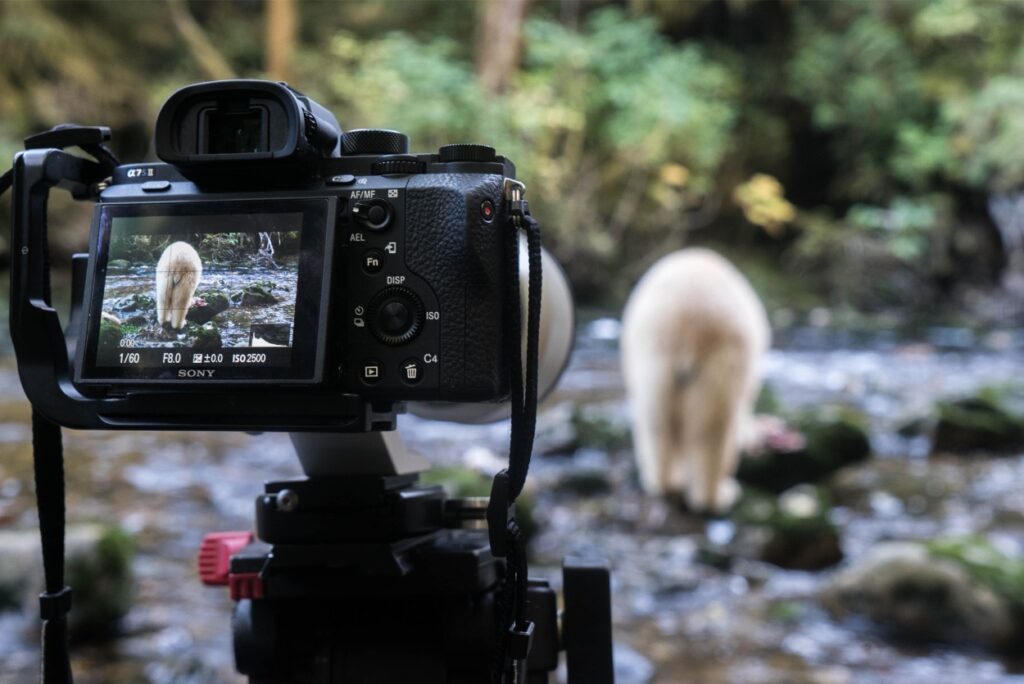 Cristina Mittermeier behind the shot with spirit bear