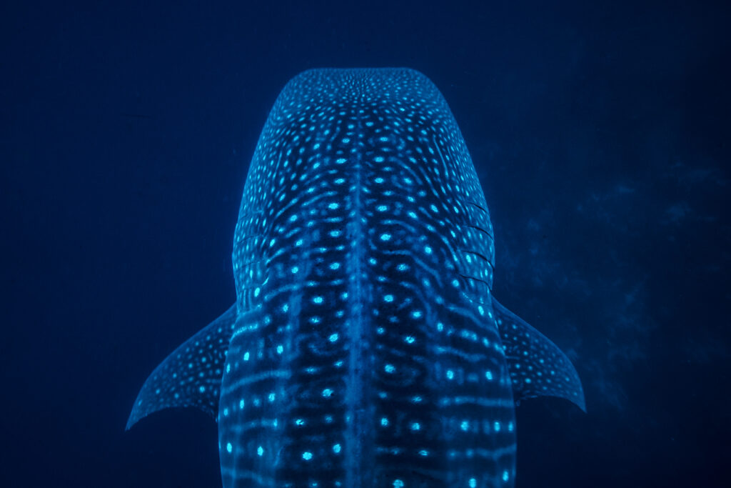Whale shark image by Cristina Mittermeier