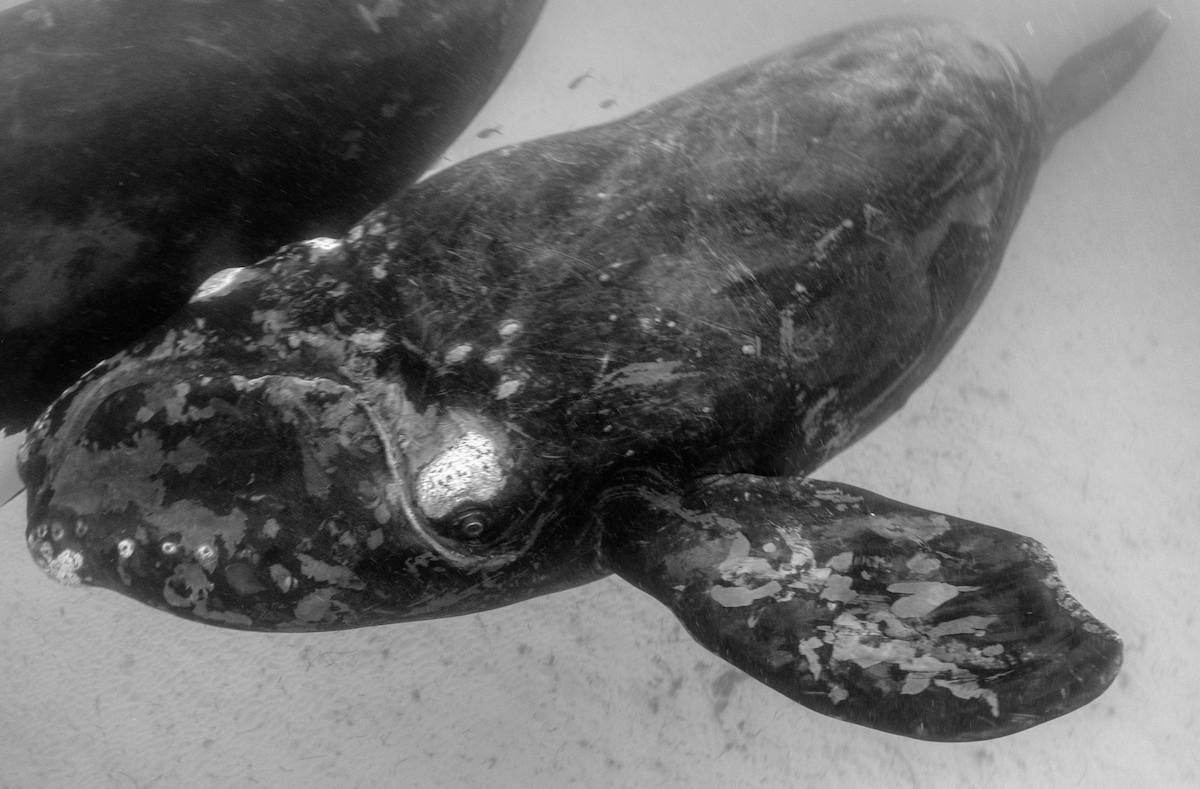 Southern right whale calf swimming close to its mother in shallow ocean waters.