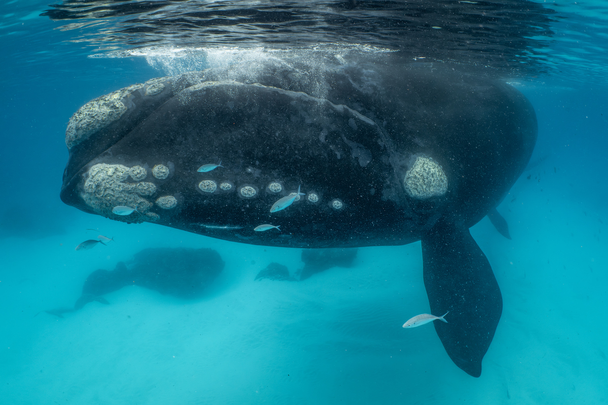 Southern right whale calf swimming alongside its mother in clear blue ocean water.