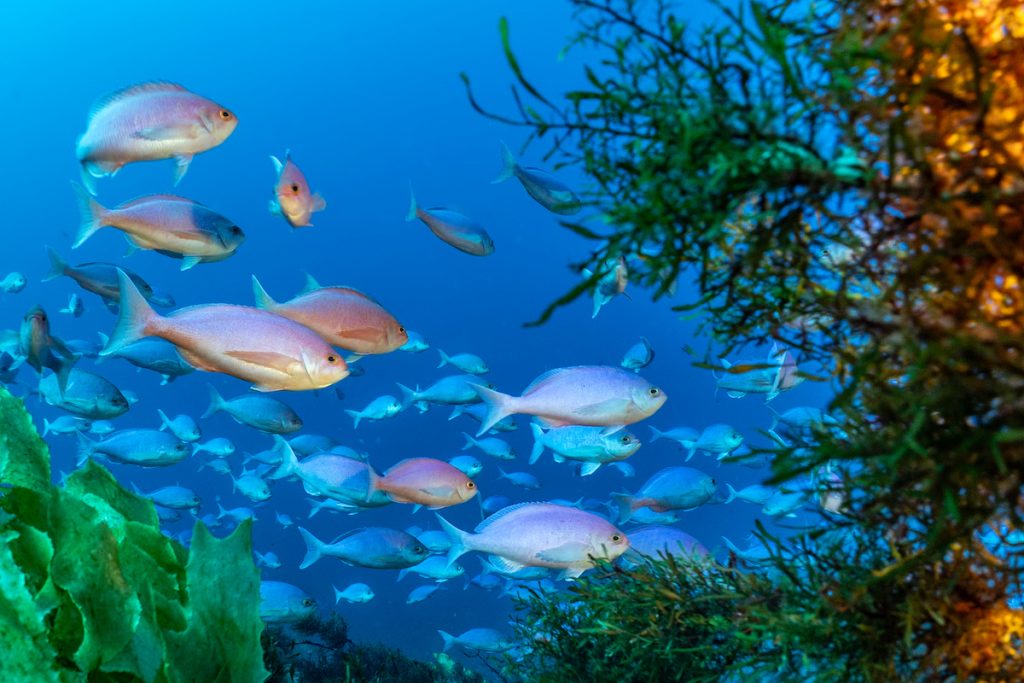 Young Ocean Explorers – Inspiring the Next Generation of Ocean Protectors