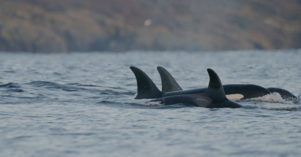 Oceans Initiative: Science Meets Storytelling