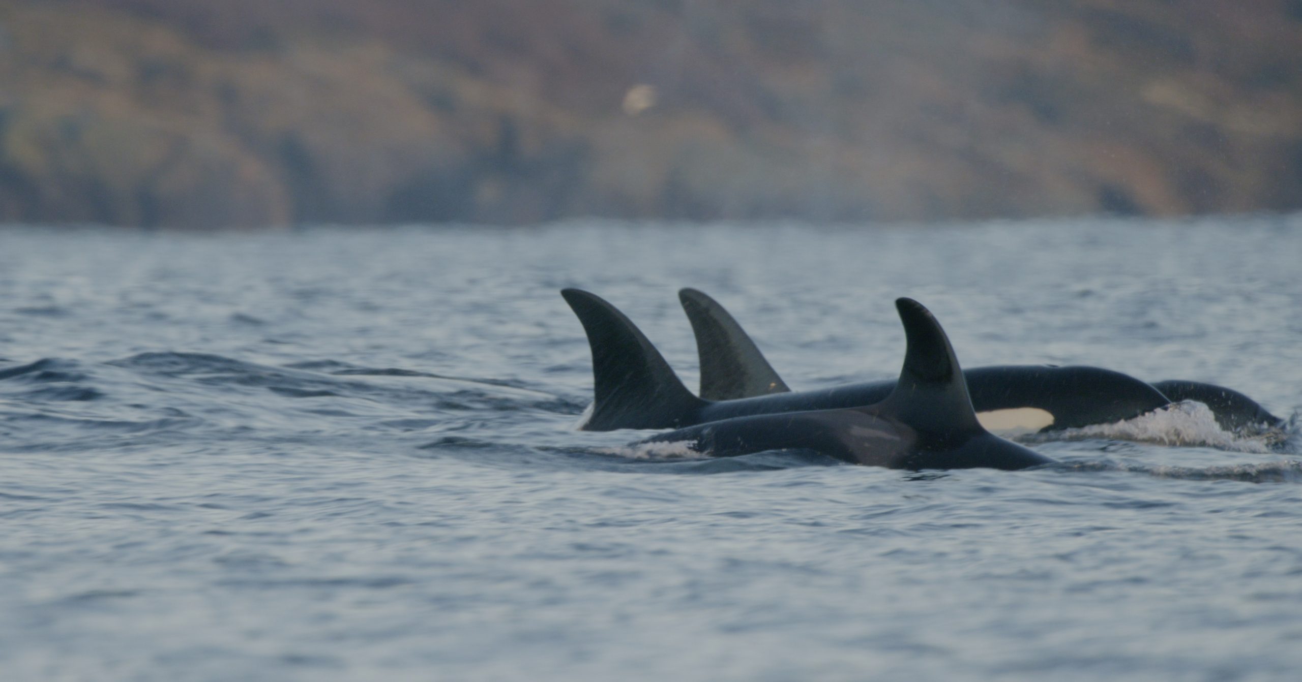 ​​How is Industrial Fishing Harming Our Oceans?