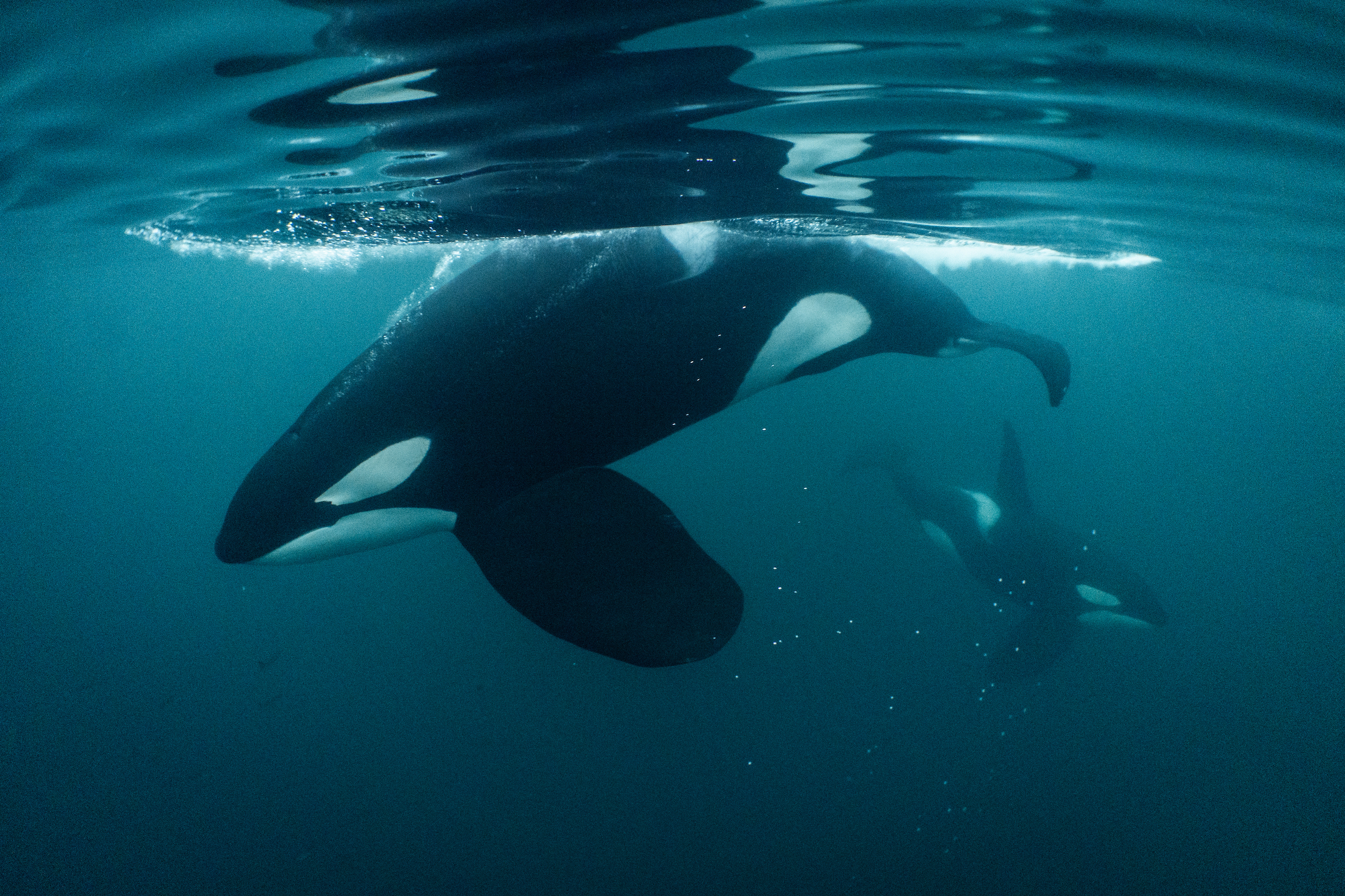 Face-to-face with the orcas of Lofoten, Norway. Photo by Cristina Mittermeier.