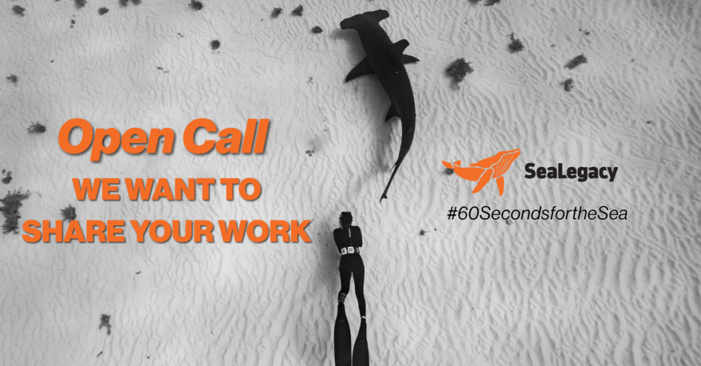 The Whale Pump: Why is Poop so Important for the Planet?