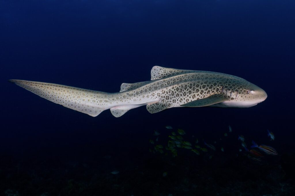 ReShark: Bringing Leopard Sharks Back From the Brink in Raja Ampat