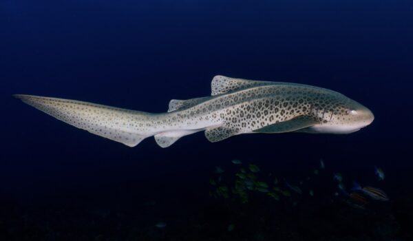 ReShark: Bringing Leopard Sharks Back From the Brink in Raja Ampat