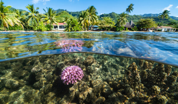 Coral Gardeners