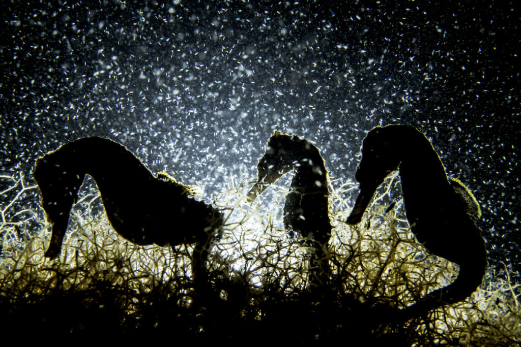 Three lined seahorses (Hippocampus erectus) feed on plankton at night.