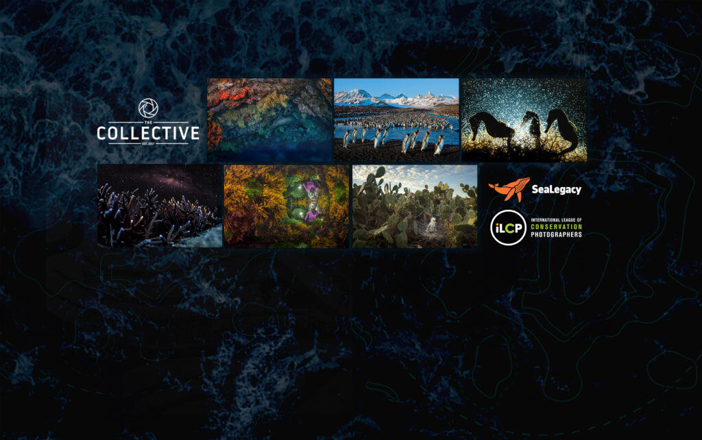 The Collective