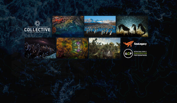 The Collective